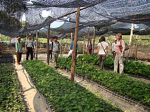 Rattan nurseries play an important role in sustainable rattan harvest.
© Tep Asnarith / WWF-Cambodia
© Tep Asnarith / WWF-Cambodia