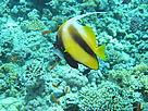 Longfin Bannerfish (Heniochus acuminatus), swimming over Coral reef showing bleaching signs. Red Sea.