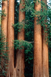 Giant redwood (Sequoiadendron giganteum).
© WWF / Edward PARKER
© WWF / Edward PARKER