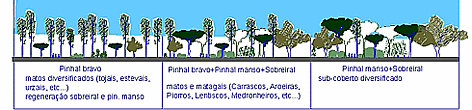 Extrait des plans de reboisement, prévus autour de la zone de développement de Mata de Sesimbra.
© WWF An extract from the plans to restore the degraded woodlands surrounding the planned development - ... rel=