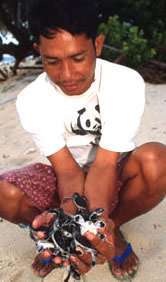 WWF researcher with newly hatched sea turtles, Turtle Island, Philippines.
© WWF / Jürgen FREUND WWF researcher with newly hatched sea turtles, Turtle Island, Philippines.
© WWF / Jürgen FREUND