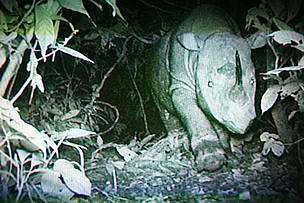 Borneo rhino caught on film. Kota Kinabalu, Malaysia.
© Stephen Hogg / WWF-Malaysia
© Stephen Hogg / WWF-Malaysia