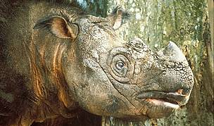 Sumatran Rhinoceros (Dicerorhinus sumatrensis)
© S. Hogg/WWF-Malaysia
© S. Hogg/WWF-Malaysia