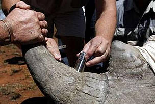 More than 200 rhinos had been slaughtered in South Africa since the start of the year © AP More than 200 rhinos had been slaughtered in South Africa since the start of the year