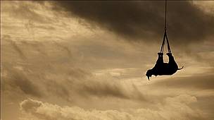 Black rhino being transported by helicopter to an awaiting land vehicle. The helicopter trip lasts less than 10 minutes and enables a darted rhino to be removed from difficult and dangerous terrain. The sleeping animals suffer no ill effect. © Michael Raimondo / WWF Black rhino being transported by helicopter to an awaiting land vehicle. The helicopter trip lasts less than 10 minutes and enables a darted rhino to be removed from difficult and dangerous terrain. The sleeping animals suffer no ill effect.