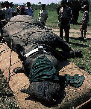 Darted and radio-collared greater one-horned rhinoceros, to be translocated from Royal Chitwan ...
© Michel Gunther / WWF
© Michel Gunther / WWF