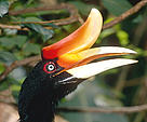 Rhinoceros hornbill (Buceros rhinoceros).