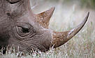 Black rhinoceros in Kenya's Nairobi National Park. Rhino horns are highly valuable in the ...
© WWF / Michel Gunther
© WWF / Michel Gunther