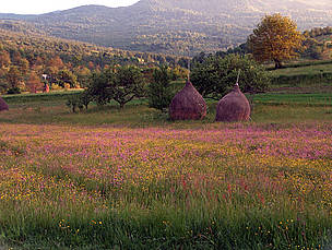 Peisaj rural mozaicat creat prin practicile agricole tradiționale
© Emil Pop, 2007
© Emil Pop, 2007