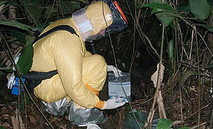 Ebola is a significant threat to gorilla populations in Central Africa.
© Pierre Rouquet (used with kind permission) DO NOT USE THIS IMAGE. WWF ONLY HAS SINGLE-USE RIGHTS FOR THIS IMAGE.
© Pierre Rouquet (used with kind permission)