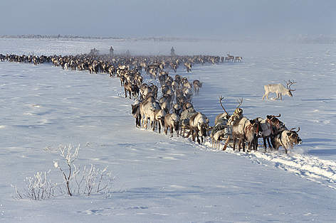 Changes in the weather on land have made life more difficult for many arctic species. ...
© WWF / Bryan Alexander/www.arcticphoto.com rel=