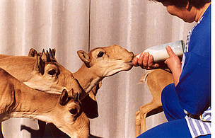 Since WWF started its saiga project in 2003, the population of the species in Betpakdala has grown ...
© Yuri Arylov Since WWF started its saiga project in 2003, the population of the species in Betpakdala has grown ...
© Yuri Arylov