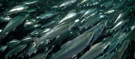 Atlantic salmon (Salmo salar) fish farm, Ryfylke, Norway.
© Erling Svensen / WWF rel=