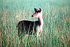 Female Sambar (Cervus unicolor) deer in tall grass.