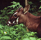 Saola (Pseudoryx nghetinhensis)