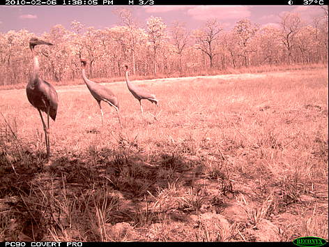 A family of sarus crane, juvenile on the left, photographed by an infrared camera trap at a ...
© FA / WWF-Cambodia rel=