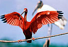 Scarlet ibis (Eudocimus ruber), French Guiana. Large colonies can only survive in healthy mangrove forests.