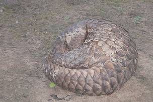 A Sunda pangolin confiscated from wildlife traders in Cambodia's Eastern Plains Landscape rolls up ...
© Keo Sopheak / WWF-Cambodia
© Keo Sopheak / WWF-Cambodia