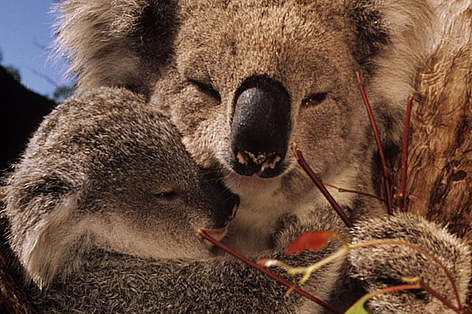 Koala (Phascolarctos cinereus, mother with joey (young) feeds on eucalyptus leaves. Australia.
© Martin Harvey / WWF Koala mother with joey (young) feeds on eucalyptus leaves. Australia. rel=