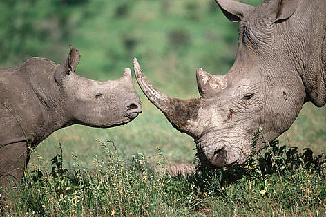Southern white rhinoceros (Ceratotherium simum simum) mother and calf. The white rhino is listed by ...
© Martin Harvey / WWF Southern white rhinoceros mother and calf. The white rhino is listed by the IUCN as endangered. rel=