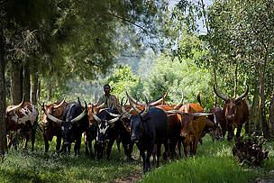 Livestock and human encroachment is a serious threat to Virunga National Park, an important ...
© Kate Holt / WWF-UK A cattle herder with his cattle on the edge of Virunga National Park, near the provincial capital ...
© Kate Holt / WWF-UK