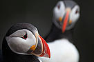 Atlantic puffin (Fratercula arctica), Iceland.