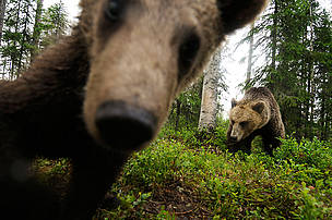 Eurasian Brown bear (Ursus arctos), Suomussalmi, Finland. © Wild Wonders of Europe /Staffan Widstrand / WWF Eurasian Brown bear (Ursus arctos), Suomussalmi, Finland.
