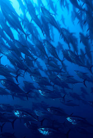 A school of Northern bluefin tuna (Thunnus thynnus) during their migration in the Mediterranean ...
© Brian J. Skerry / National Geographic Stock / WWF
© Brian J. Skerry / National Geographic Stock / WWF
