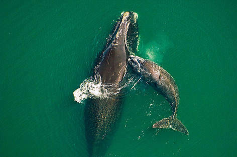 Northern right whale mother & calf (Eubalaena glacialis) off the Atlantic coast of Florida.
© Brian J. Skerry / National Geographic Stock / WWF Northern right whale mother & calf (Eubalaena glacialis) off the Atlantic coast of Florida. rel=