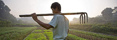A Chinese farmer carrying his hoe whilst walking to his organic vegetable plot. Xipanshanzhou ...
© Brent Stirton / Getty Images / WWF-UK rel=
