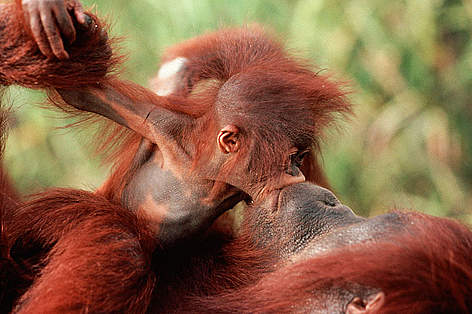 Orang utan (Pongo pygmaeus) baby 'kissing' mother, Borneo.
© naturepl.com /Karl Ammann / WWF Orang utan (Pongo pygmaeus) baby 'kissing' mother, Borneo. rel=