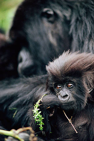 A mountain gorilla baby. Virunga National Park is home to more than a fifth of the world's 700 ...
© naturepl.com/Bruce Davidson / WWF Mountain gorilla baby, Virunga National Park, Democratic Republic of Congo.
© naturepl.com/Bruce Davidson / WWF