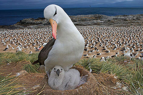 Black-browed albatross (Diomedea / Thalassarche melanophrys) with chick on nest, part of a large ...
© naturepl.com /Andy Rouse / WWF Black-browed albatross with chick on nest, part of a large colony, Steeple Jason, Falkland Islands rel=