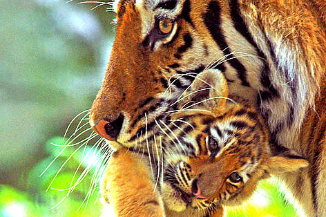 Siberian tiger (Panthera tigris altaica) gently carries young cub in her mouth.
© naturepl.com /Edwin Giesbers / WWF Siberian tiger gently carries young cub in her mouth. rel=