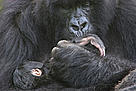 Mountain gorilla mother cradling and kissing foot of 1 week baby, Volcanoes NP, Virunga Mountains, Rwanda