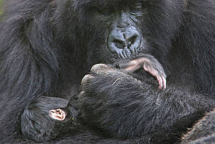 Mountain gorilla (Gorilla beringei beringei) mother with 1-week old baby, Volcanoes National Park, ...
© naturepl.com /Andy Rouse / WWF Mountain gorilla mother cradling and kissing foot of 1 week baby, Volcanoes NP, Virunga Mountains, ...
© naturepl.com /Andy Rouse / WWF