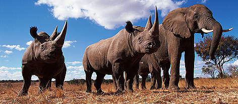 Black rhinoceros (Diceros bicornis) and African elephant (Loxodonta africana) Africa.
© naturepl.com/John Downer / WWF Black rhinoceros (Diceros bicornis) and African elephant (Loxodonta africana) Africa. rel=