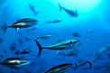 Atlantic bluefin tuna (Thunnus thynnus) shoal, captive, Malta, Mediteranean, May 2009 © Wild Wonders of Europe / Zankl / WWF Atlantic bluefin tuna (Thunnus thynnus) shoal, captive, Malta, Mediteranean, May 2009