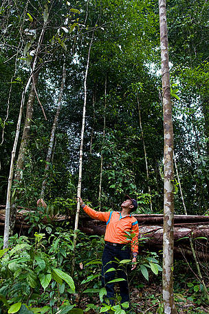 Wasis Kuncoro, camp manager, PT Ratah Timber: As a member of GFTN, PT Ratah Timber practises ...
© WWF / Simon Rawles
© WWF / Simon Rawles