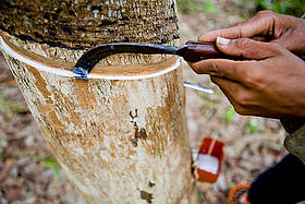 Tapping a new source of income: Scraping the bark releases the tree’s natural latex. This can be ...
© WWF / Simon Rawles
© WWF / Simon Rawles