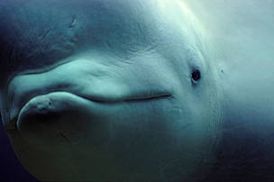 White whale / Beluga (Delphinapterus leucas) © naturepl.com / Angelo Giampiccolo / WWF White whale / Beluga (Delphinapterus leucas)