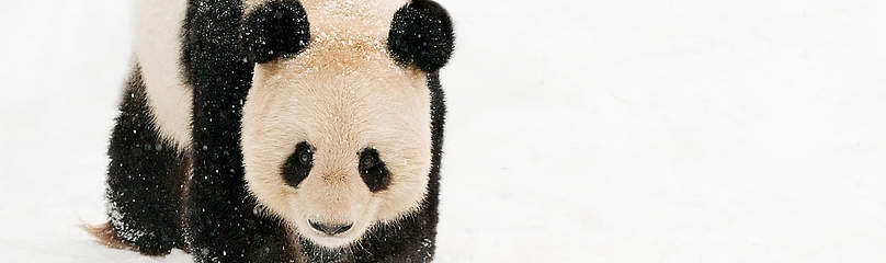 Female giant panda (Ailuropoda melanoleuca) walking on snow.
© naturepl.com / Edwin Giesbers / WWF
© naturepl.com / Edwin Giesbers / WWF