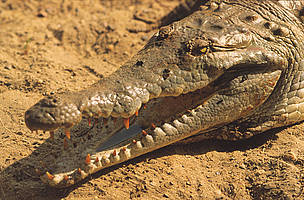 The critically endangered Orinoco crocodile is the largest predator in South America.
© Juan PRATGINESTOS / WWF
© Juan PRATGINESTOS / WWF
