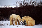 Polar bears (Ursus maritimus)