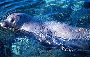 A small colony on monk seals - one of the most endangered mammals in the world - can be found along ...
© Jacques TROTIGNON / WWF
© Jacques TROTIGNON / WWF