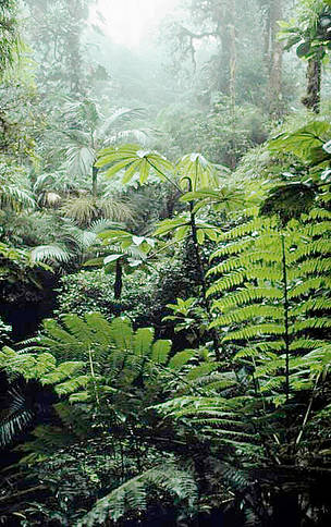Monteverde Cloud Forest. Mist in a moist broadleaf forest. Costa Rica / ©: Michèle Dépraz / WWF-Canon / ©: Michèle Dépraz / WWF-Canon