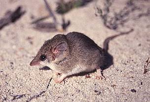 Little long-tailed dunnart (Sminthopsis dolichura).
© Dr Robert A Davis Little long-tailed dunnart (Sminthopsis dolichura).
© Dr Robert A Davis