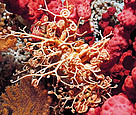 Gorgon's head Gorgonocephalus caputmedusae in the Selligrunnen, a protected cold-water coral reef in the Trongheimsfjorden, Norway.