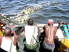 Local fishermen hauling in the nets, Senegal.
© WWF / Olivier van Bogaert Local fishermen hauling in the nets, Senegal.
© WWF / Olivier van Bogaert