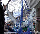 Juvenile shark in gillnet. Mafia Island, Tanzania.